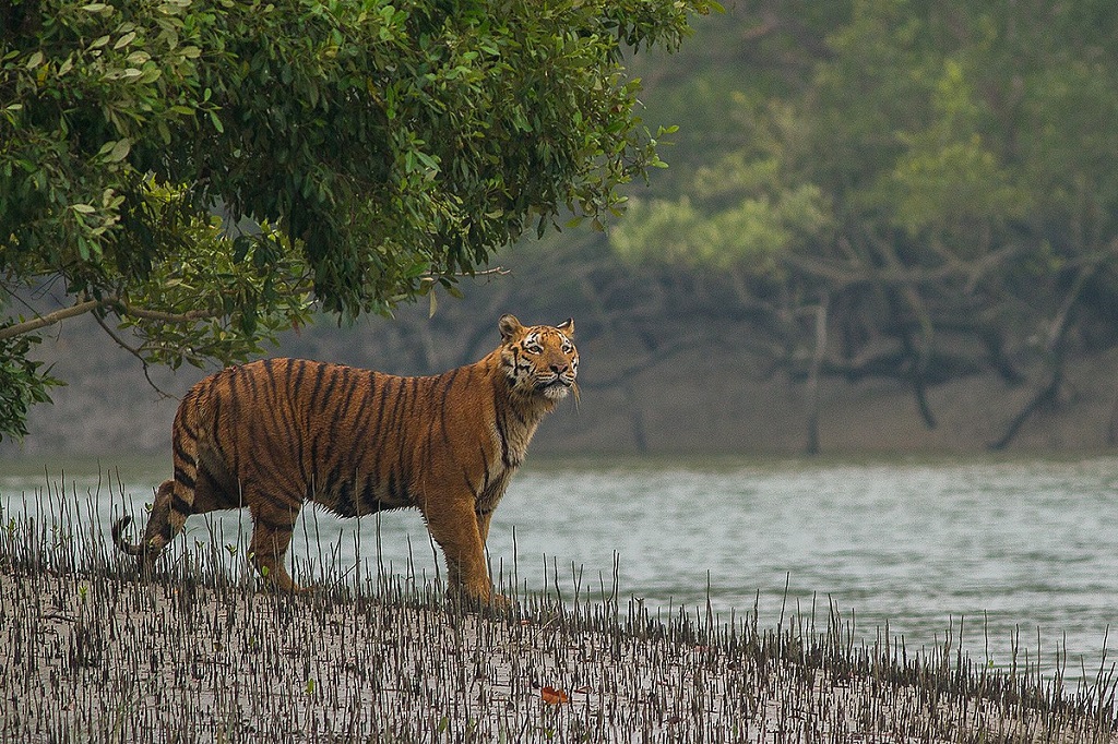  Golden Triangle Tour With Ranthambore 